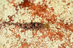 Meinertellidae