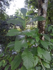 Alseis yucatanensis
