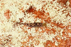 Meinertellidae