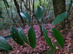 Cinnamomum subavenium