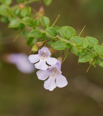 Prostanthera spinosa