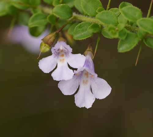 Prostanthera spinosa F.Muell.