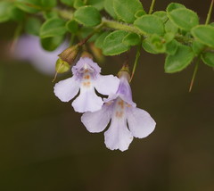 Prostanthera spinosa