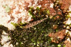 Meinertellidae