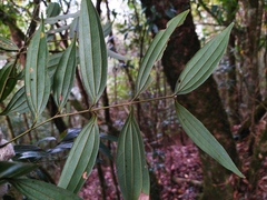 Cinnamomum subavenium