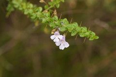 Prostanthera spinosa