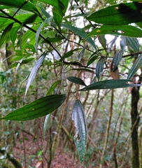 Cinnamomum subavenium