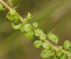 Prostanthera spinosa
