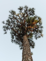 Pinus serotina image