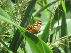 Heteronympha banksii