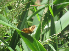 Heteronympha banksii