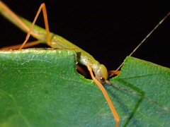 Marmessoidea rosea