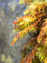 Schistidium strictum