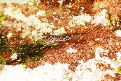 Meinertellidae