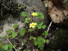 Oxalis rubens