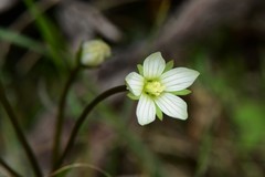 Gentianella polysperes