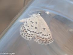 Plebejus transcaucasica