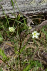 Gentianella polysperes