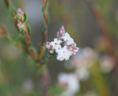Leucopogon glacialis