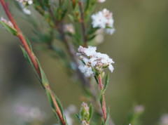 Leucopogon glacialis