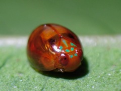 Hemisphaerius rufovarius