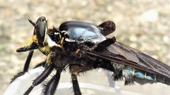 Blepharotes splendidissimus