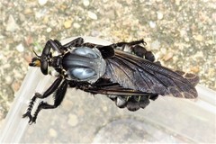 Blepharotes splendidissimus