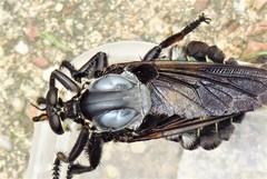 Blepharotes splendidissimus