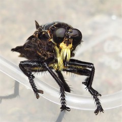 Blepharotes splendidissimus