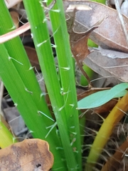 Eryngium yuccifolium