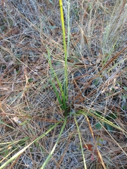 Eryngium yuccifolium