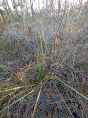 Eryngium yuccifolium