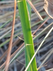 Eryngium yuccifolium