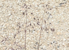 Bromus arenarius