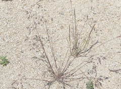 Bromus arenarius