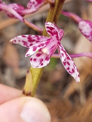 Dipodium campanulatum