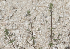 Galium parisiense