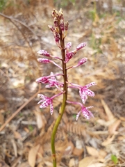 Dipodium campanulatum