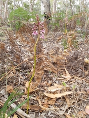 Dipodium campanulatum