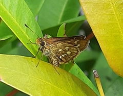Taractrocera ardonia
