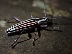 Navomorpha lineata