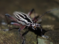 Navomorpha lineata
