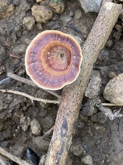 Microporus xanthopus