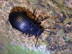 Heterotarsus