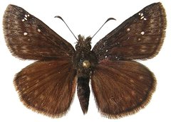 Erynnis persius fredericki