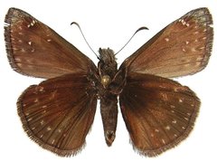 Erynnis persius fredericki