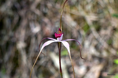 Caladenia gardneri