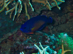 Centropyge bispinosa