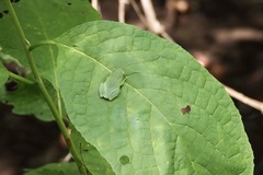 Zhangixalus schlegelii