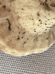 Microporus xanthopus